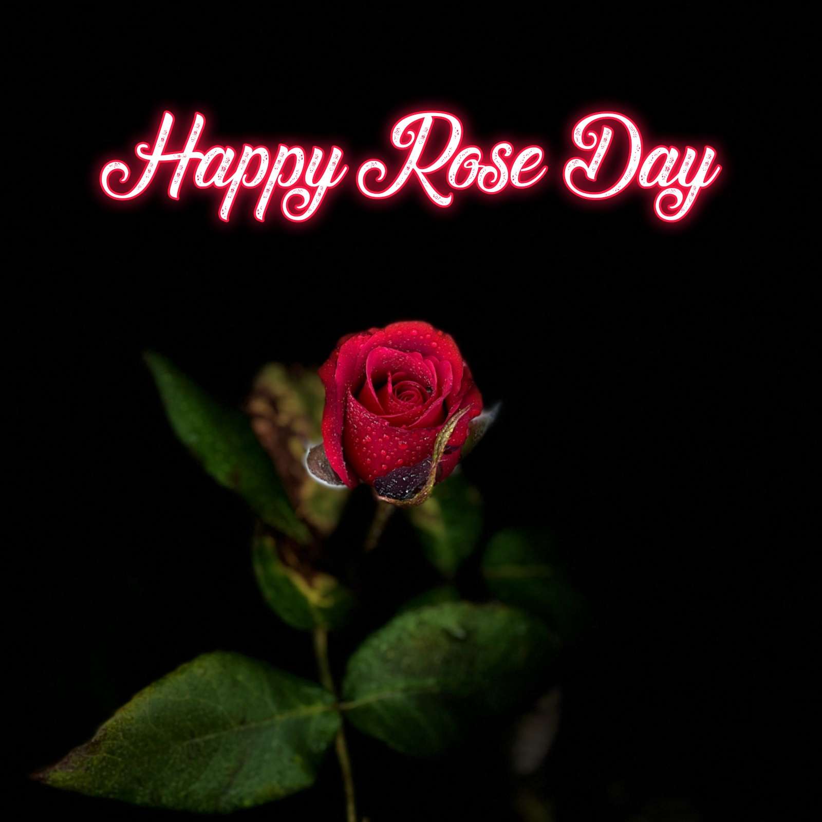 Romantic Rose Day Images - ShayariMaza