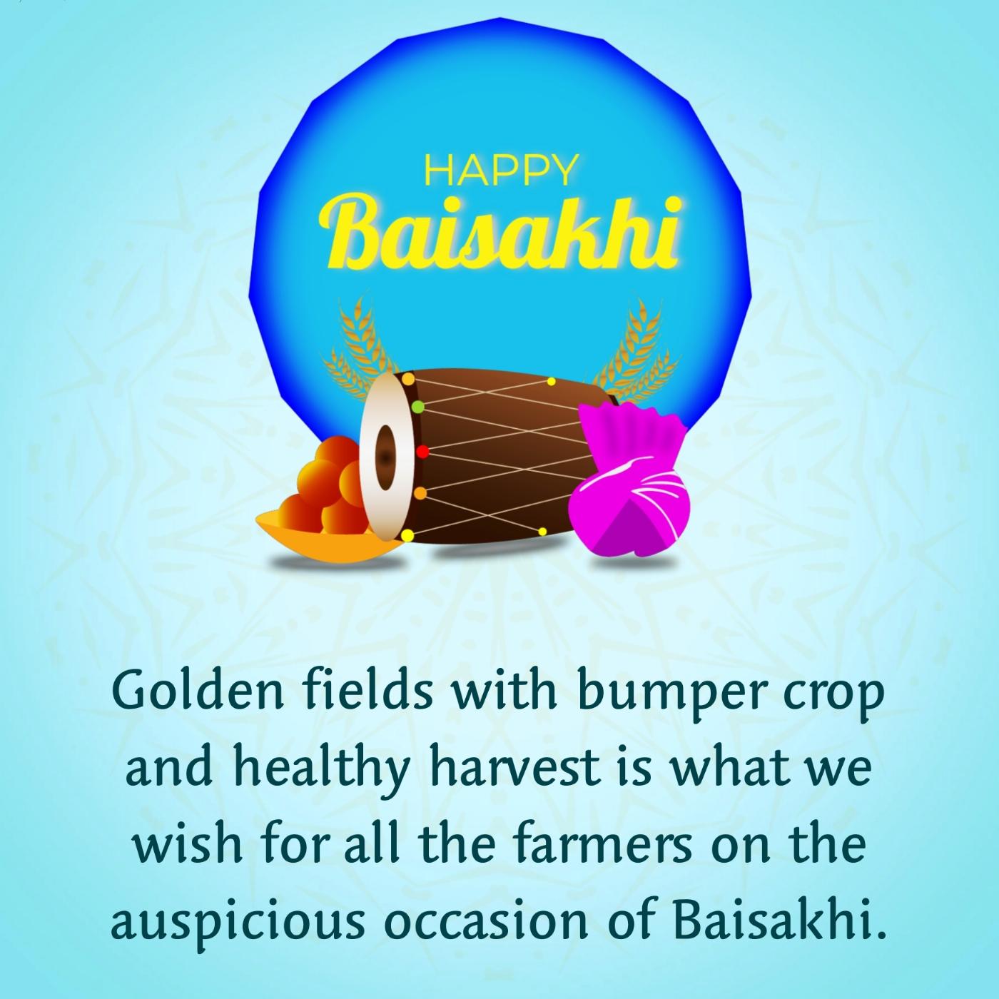 Golden fields with bumper crop and healthy harvest