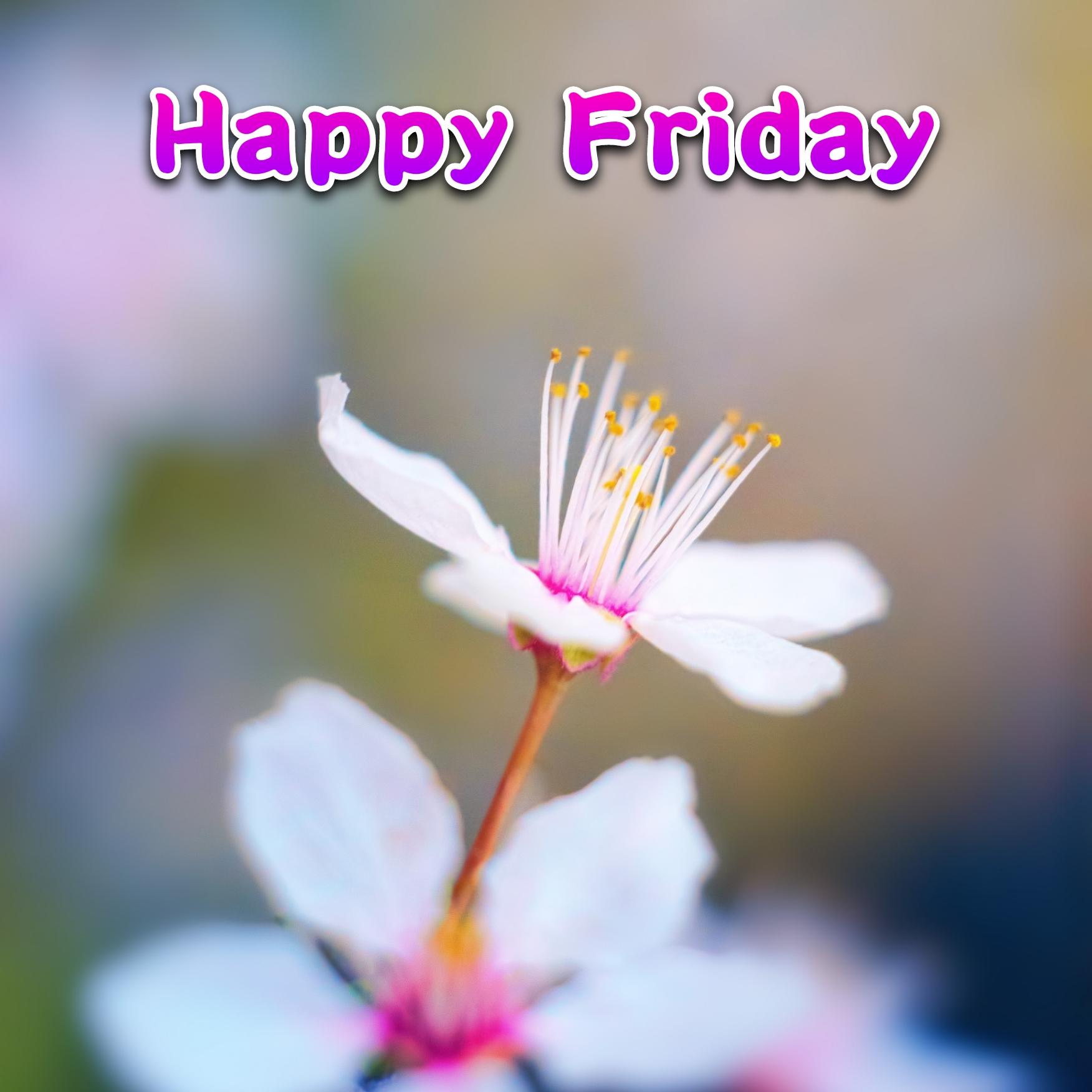 Happy Friday Images