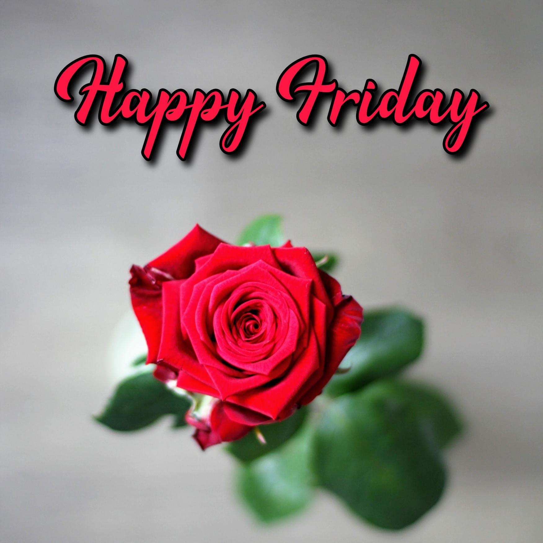 Happy Friday Rose Images