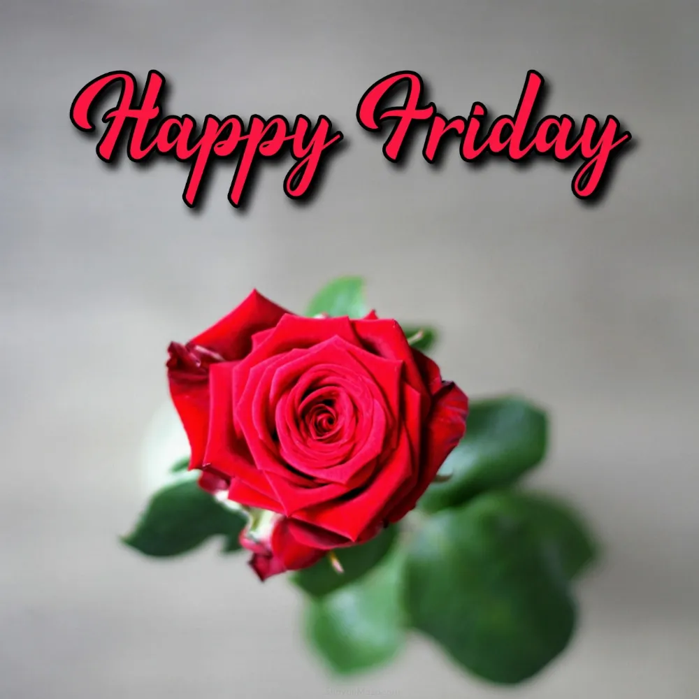 Happy Friday Rose Images