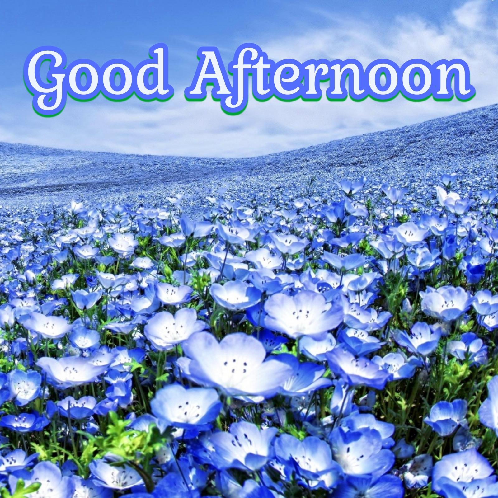 Images Of Good Afternoon