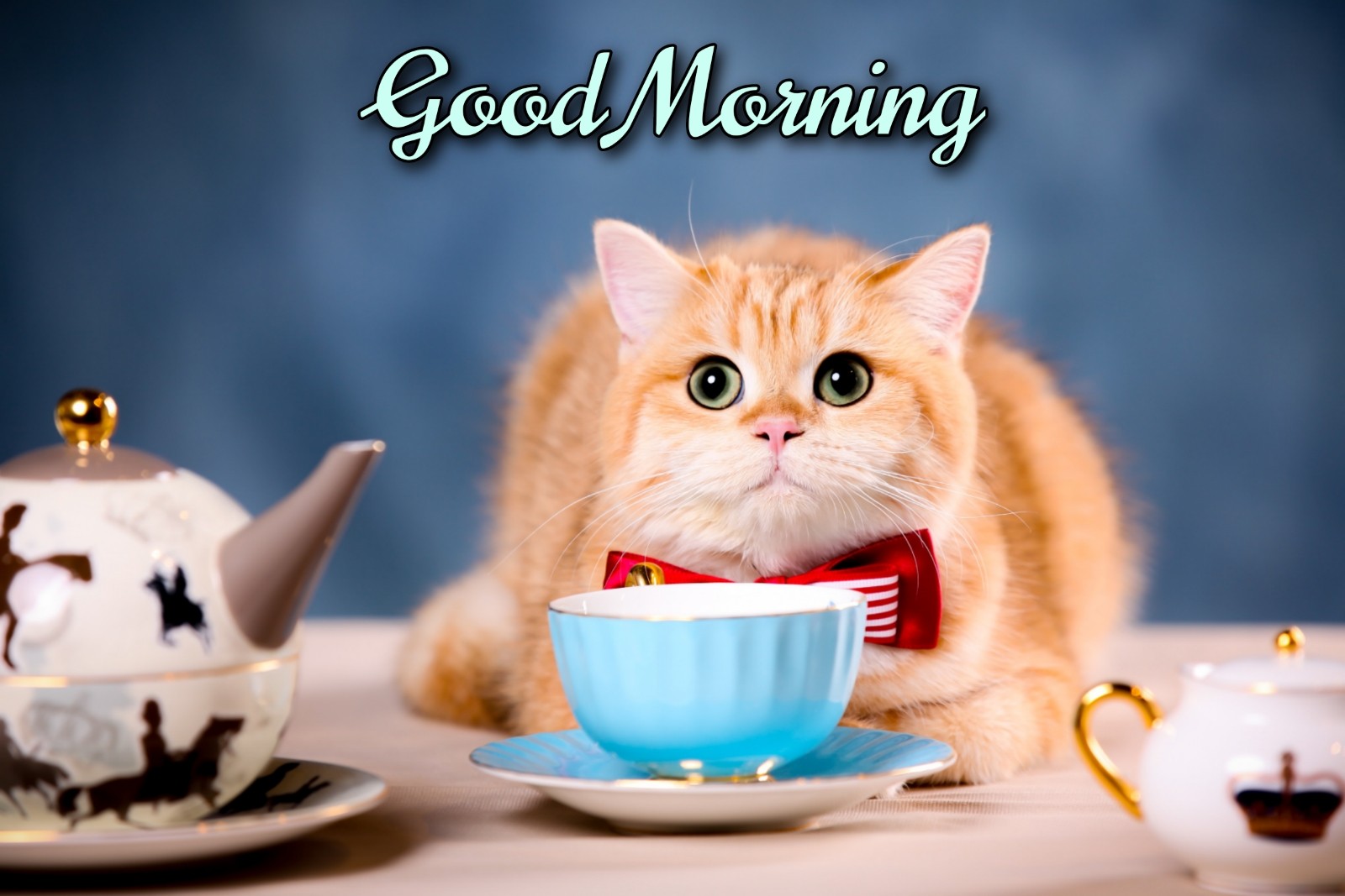 Good Morning Cat Coffee - ShayariMaza