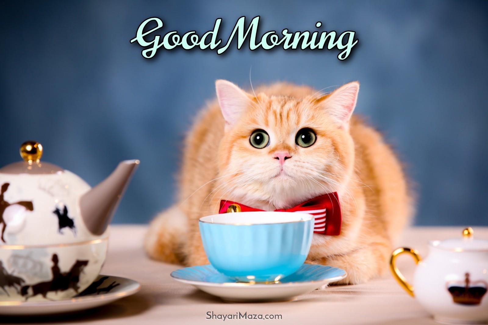 Good Morning Cat Coffee