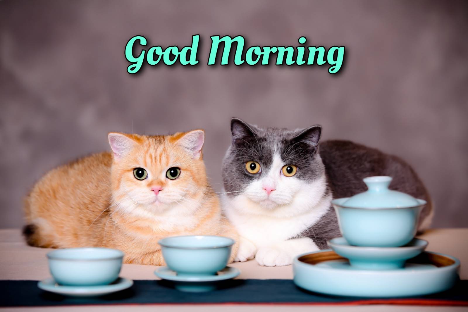Good Morning Coffee With Cats