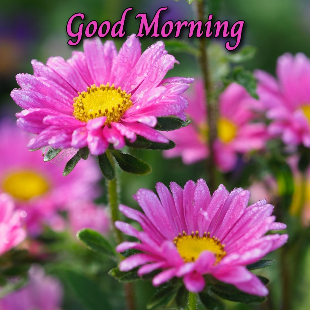 Flower Good Morning Images