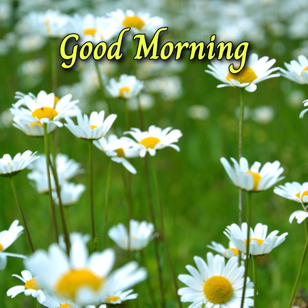 Good Morning Beautiful Flower Download