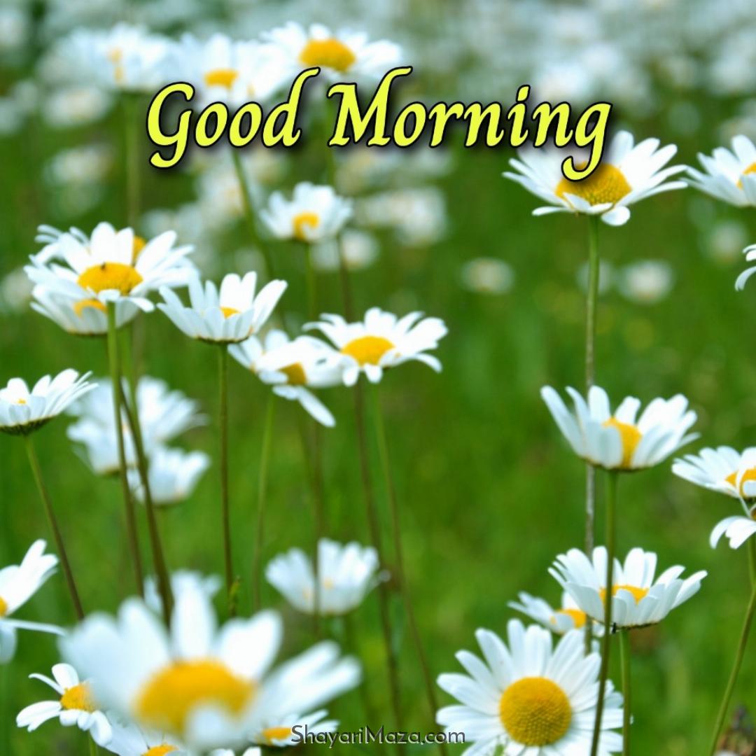 Good Morning Beautiful Flower Download