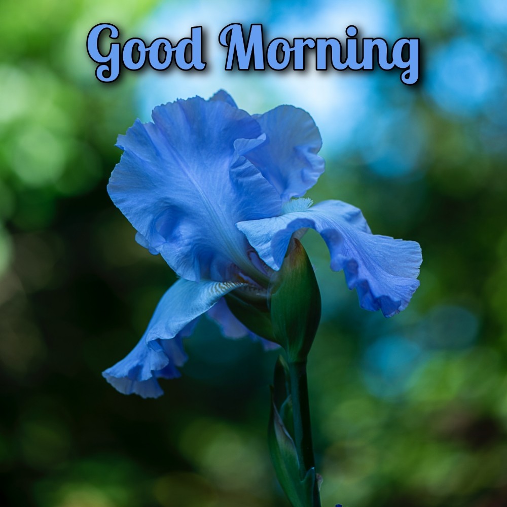 Good Morning Blue Flower Images