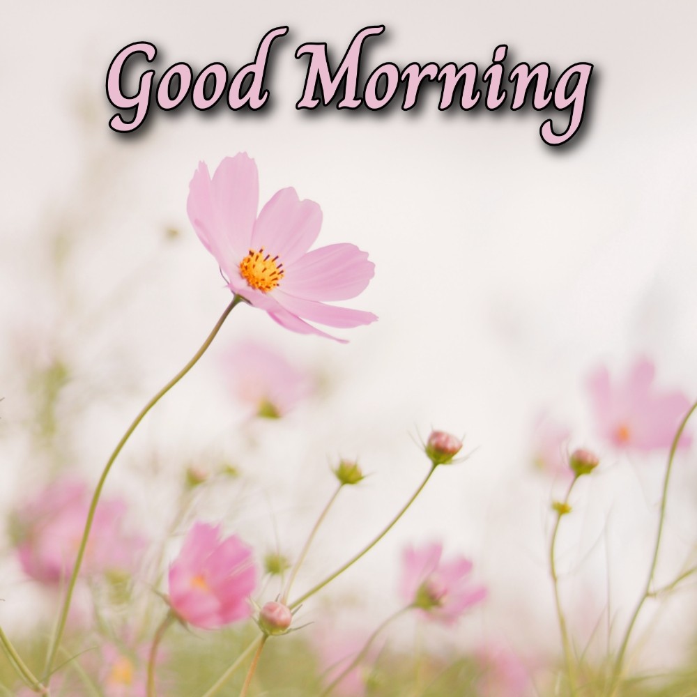 Good Morning Flower Card