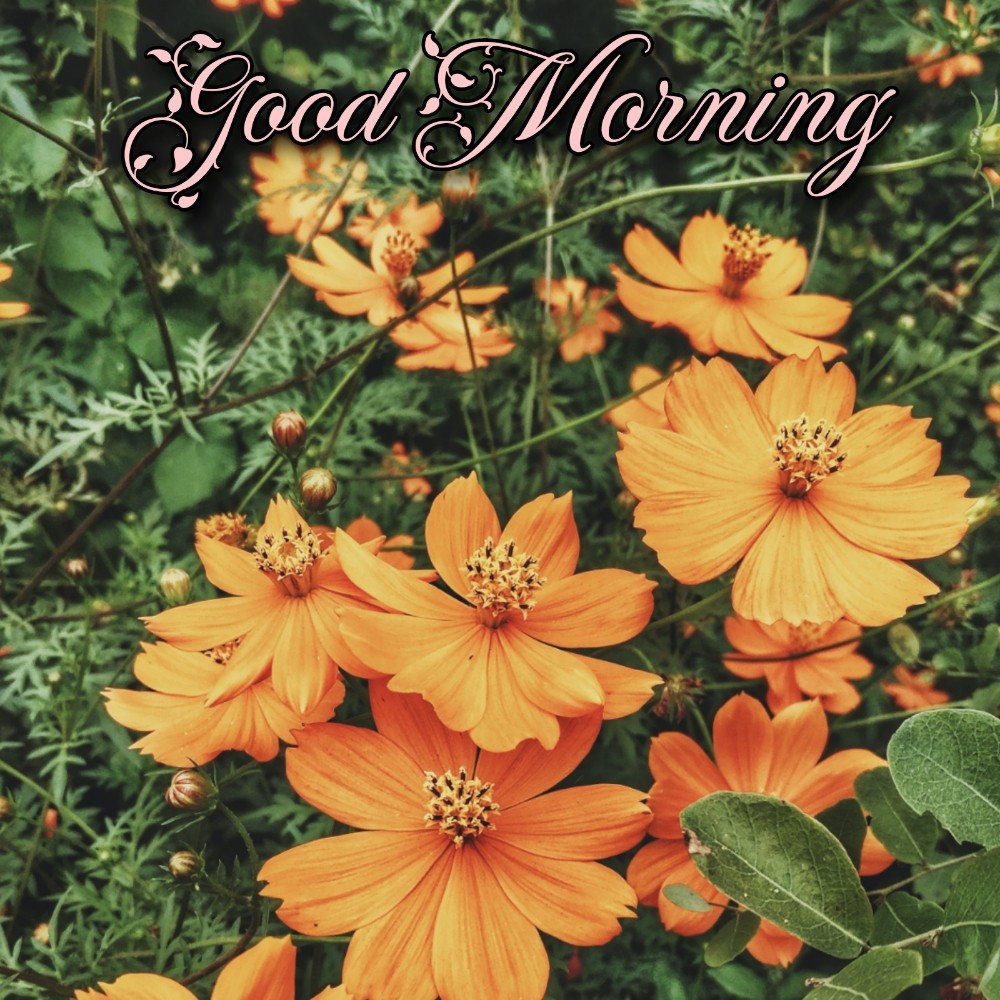 Good Morning Flower Cards