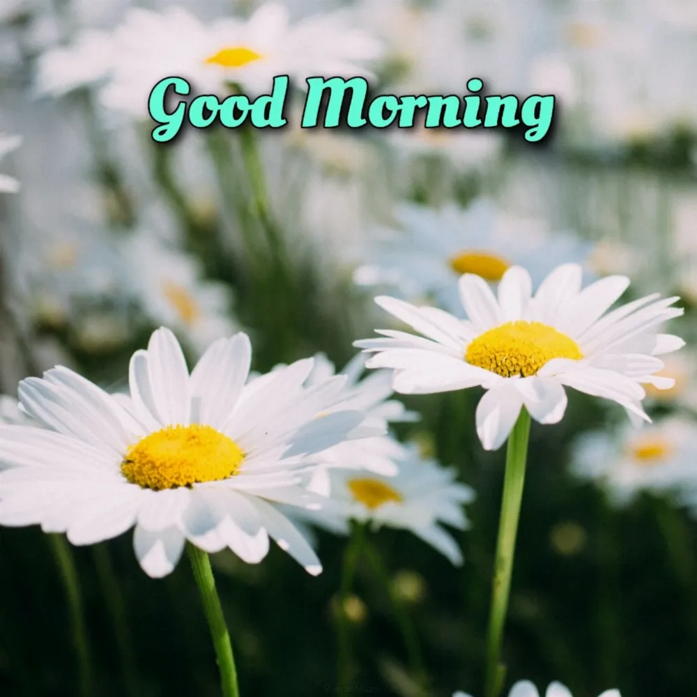 Good Morning Flower Chitra 2022