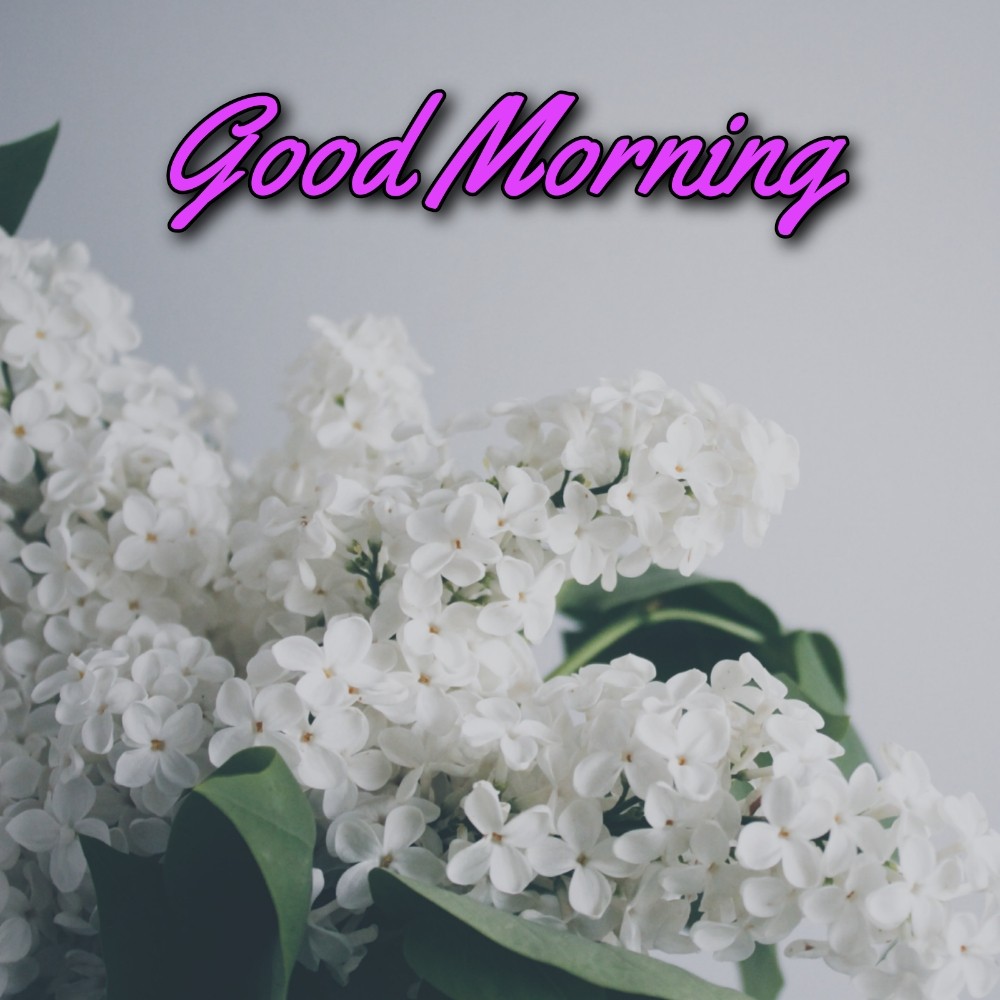 Good Morning Flower Chitra