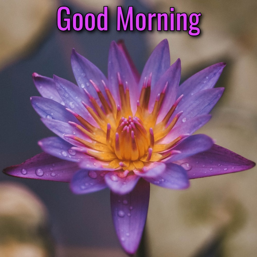 Good Morning Flower Dikhayen 2021