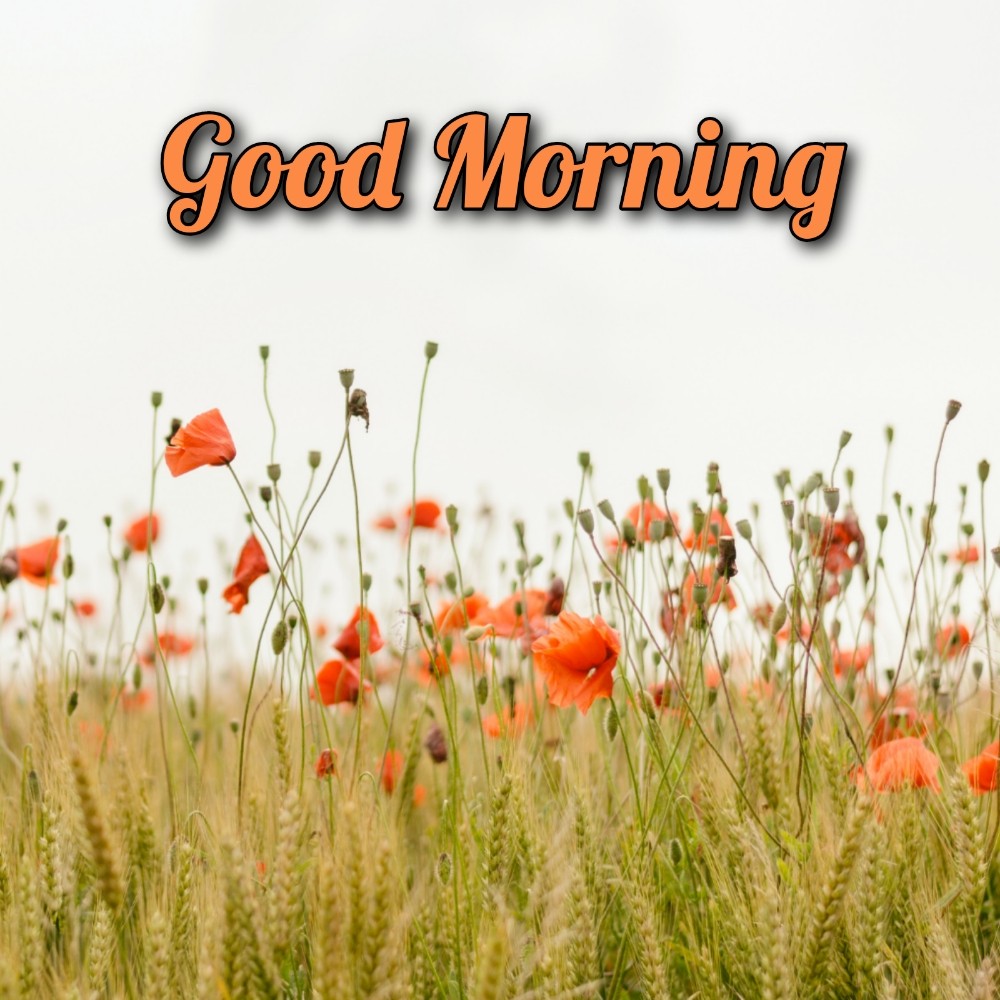 Good Morning Flower Dikhayen