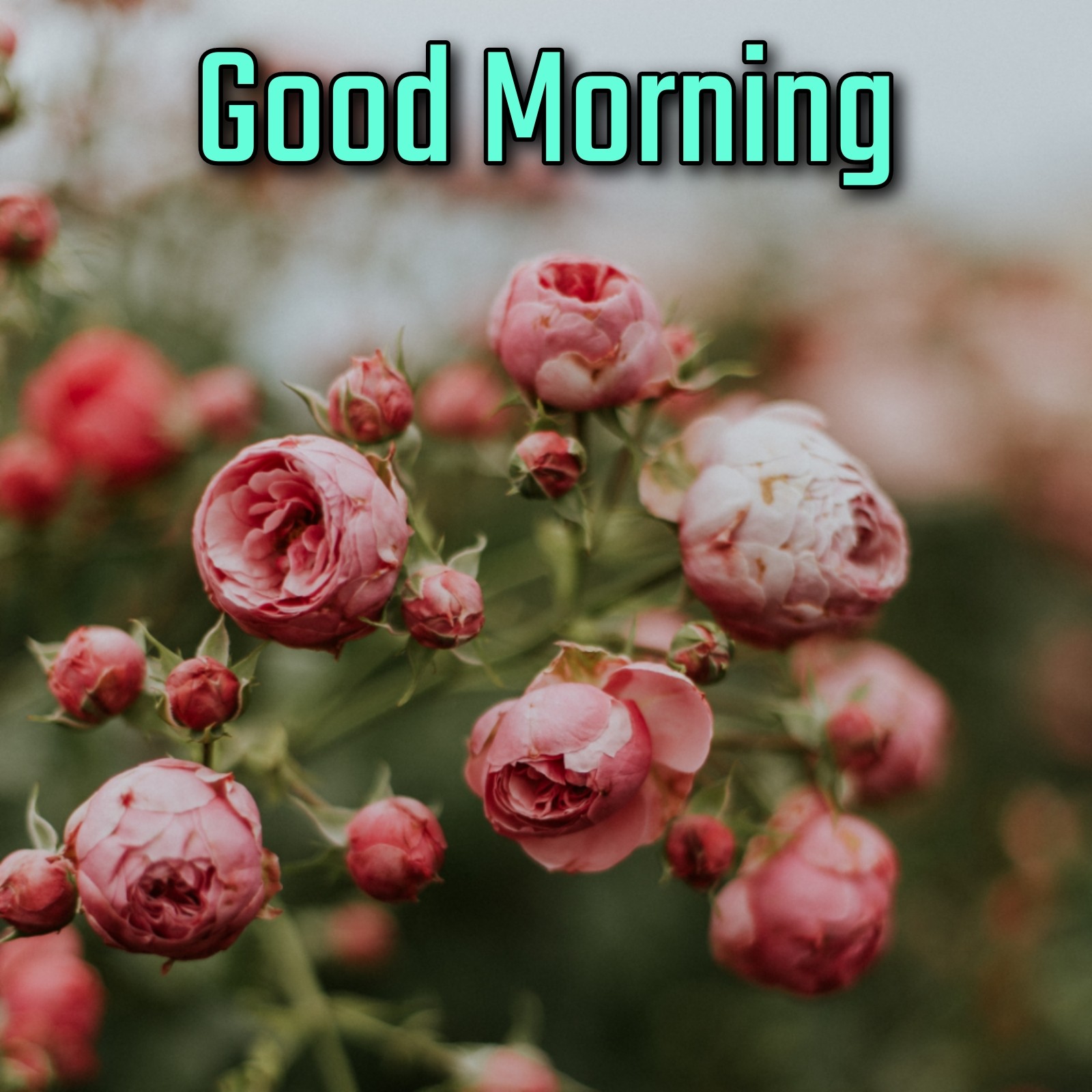 Good Morning Flower Download Image