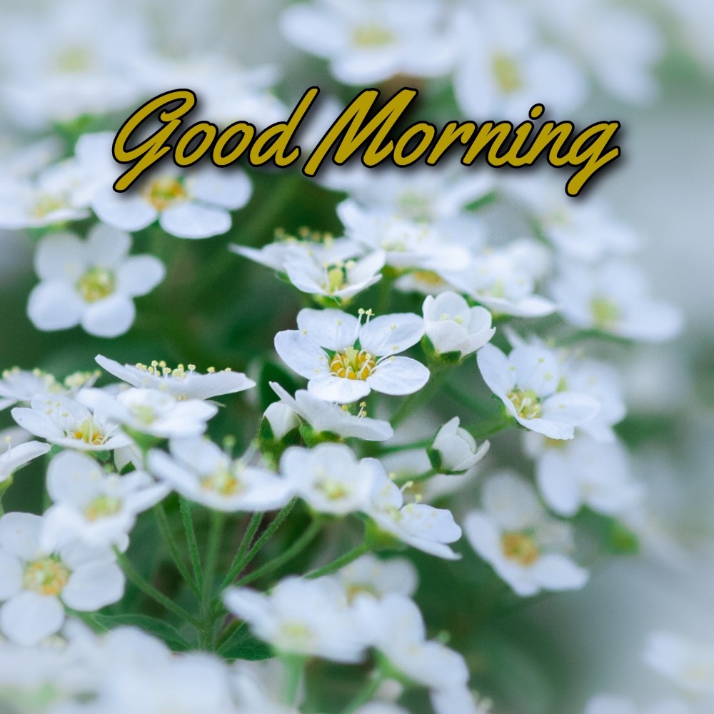 Good Morning Flower Download