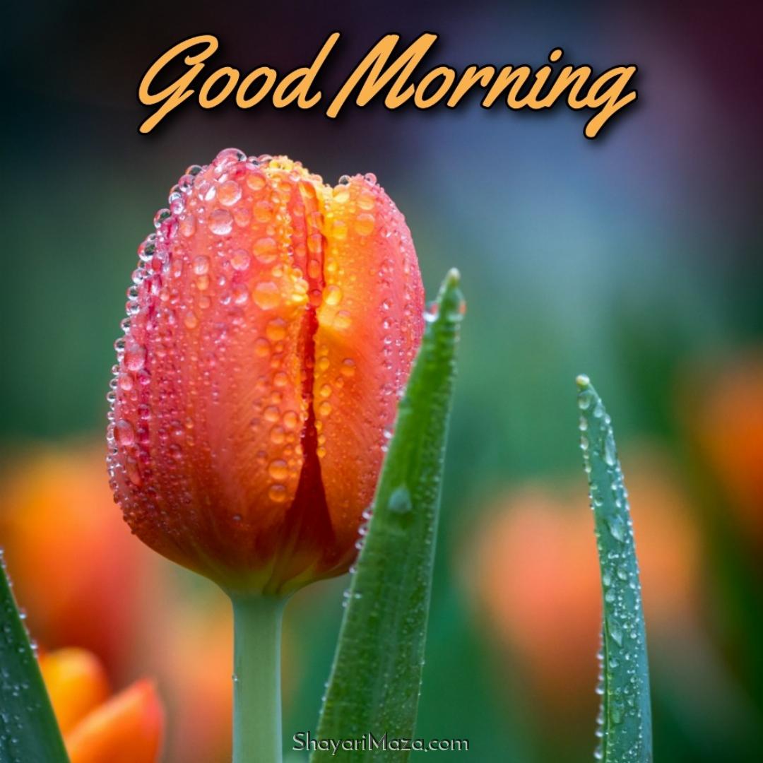 Good Morning Flower Dp