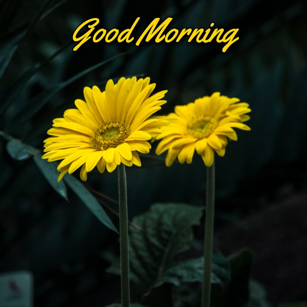 good morning friend flowers