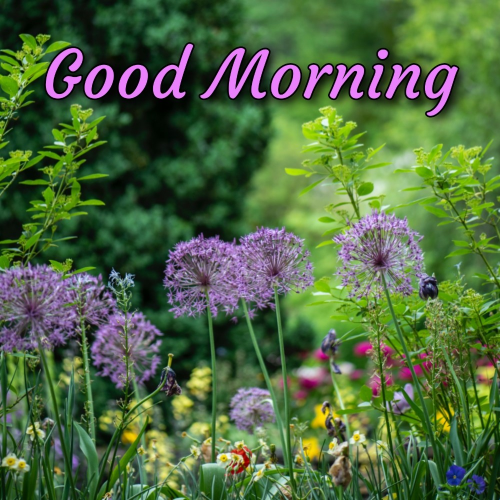 Good Morning Flower Full HD Image