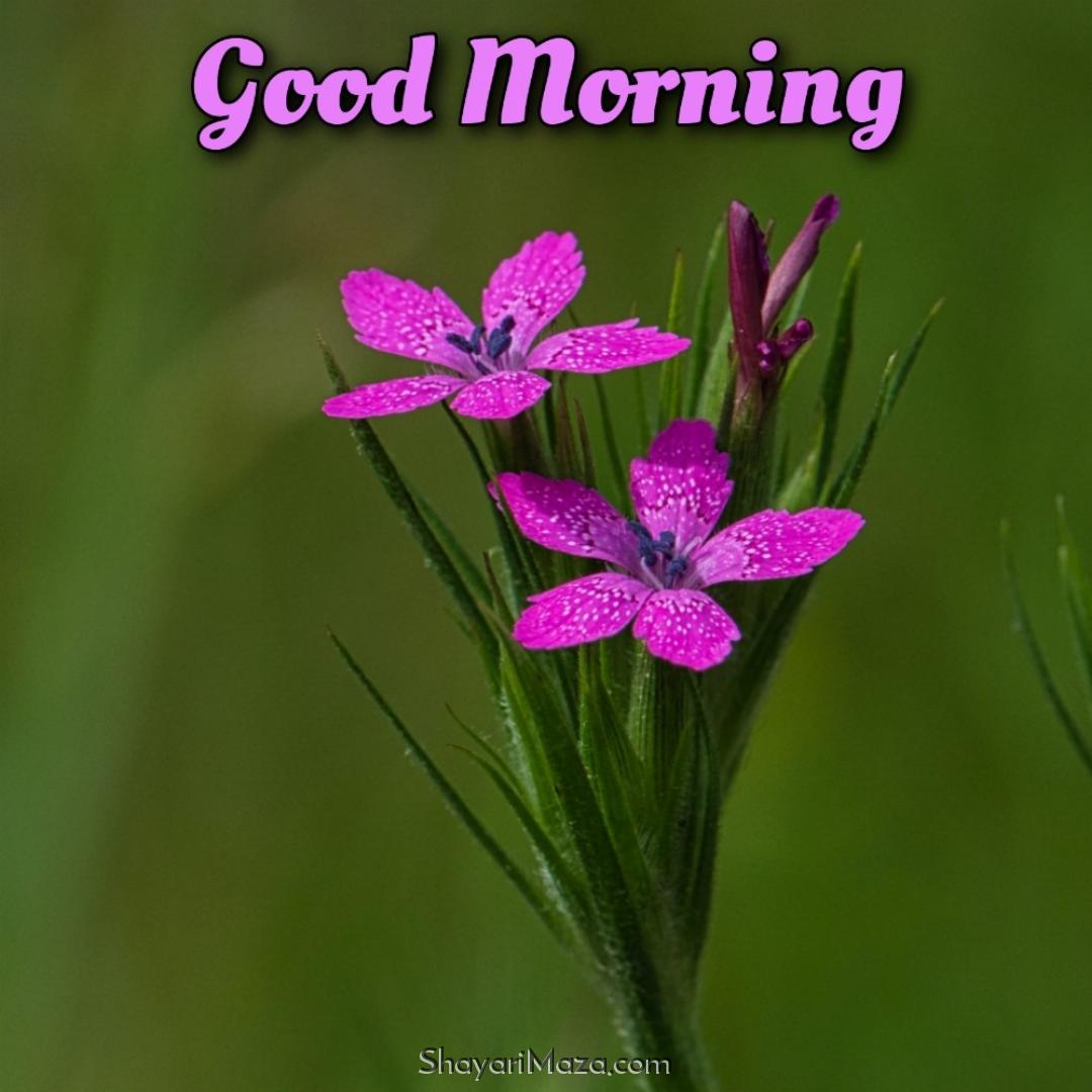 Good Morning Flower Full Hd Images