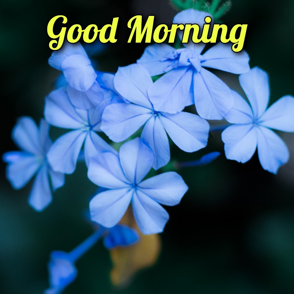 Good Morning Flower Full Hd