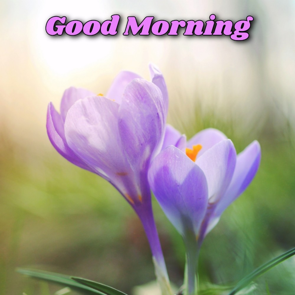 Good Morning Flower Full Image