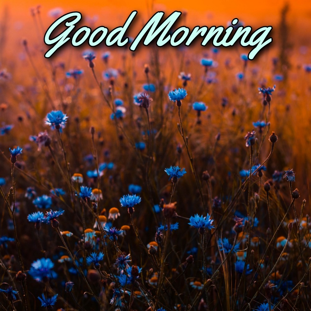 Good Morning Flower Garden - ShayariMaza