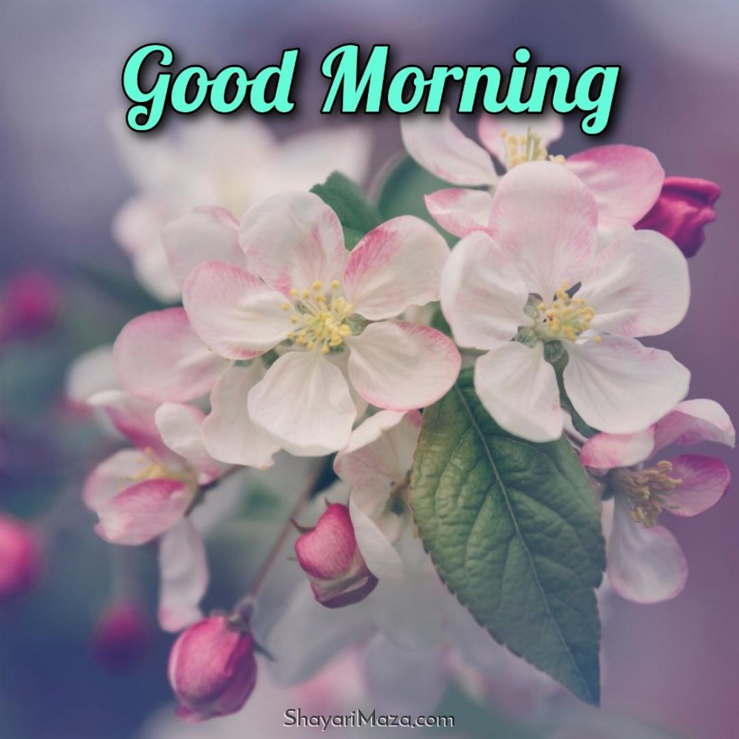 Good Morning Flower Good Morning