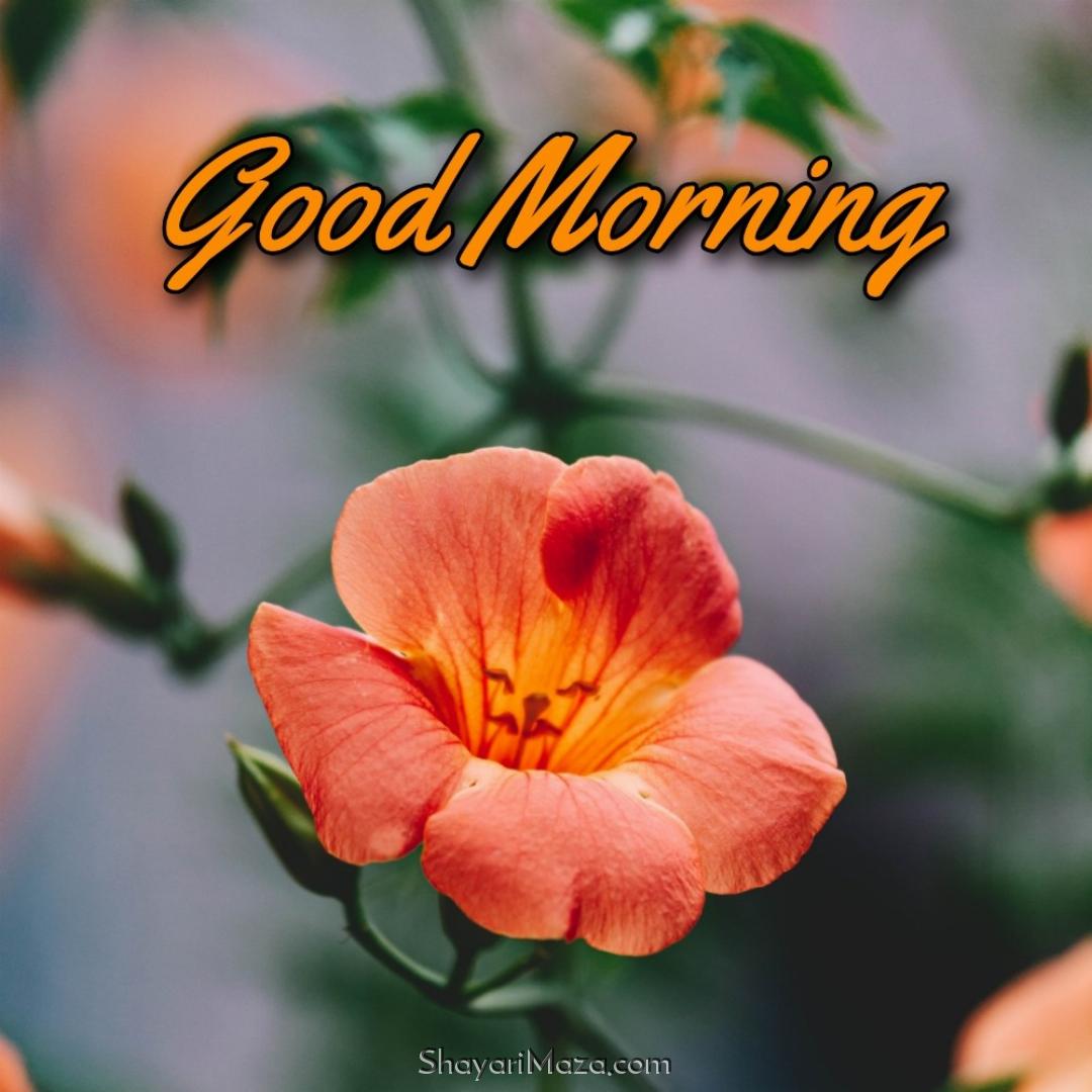 Good Morning Flower Hd