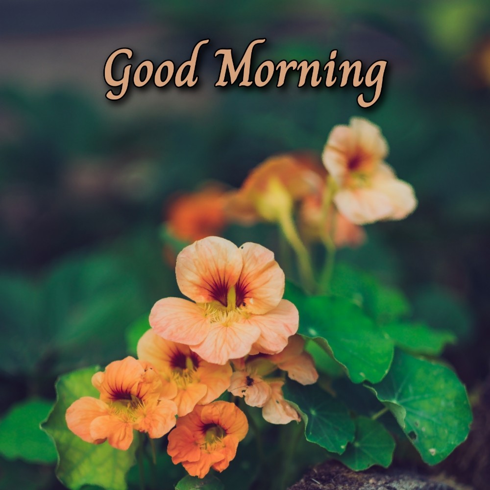 Good Morning Flower Images 2021 Free Download - ShayariMaza