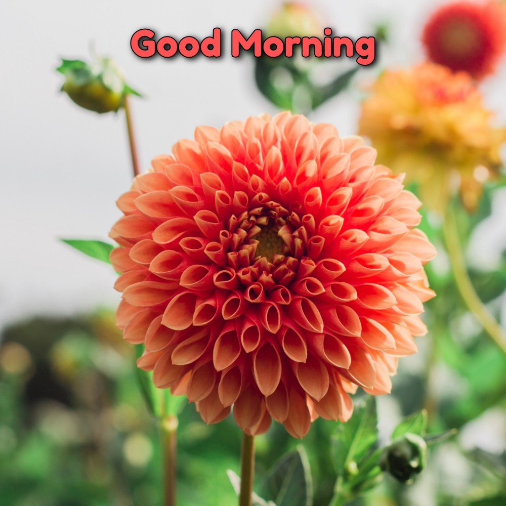 600+ Beautiful Good Morning Images Pics (New 2023) - Sohohindi.in