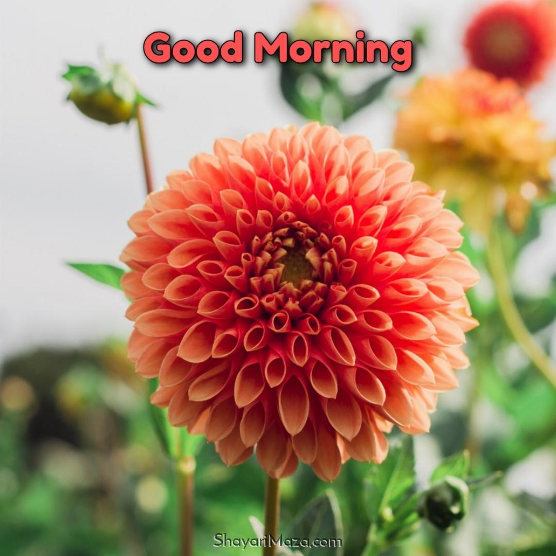 Good Morning Flower Images 2022 Download