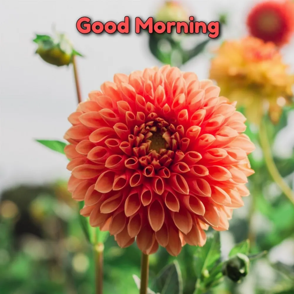 Good Morning Flower Images 2022 Download