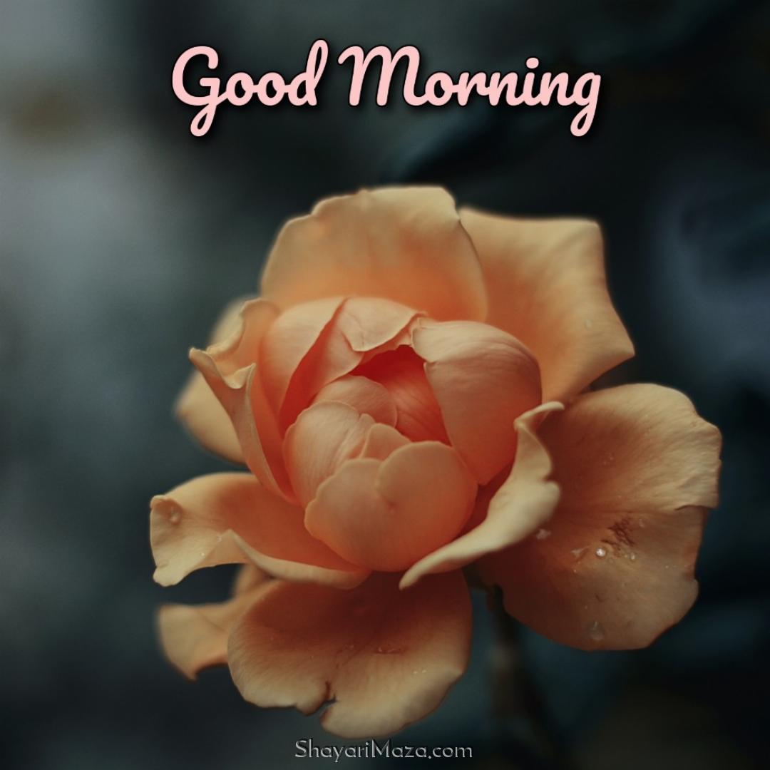 Good Morning Flower Images 2022 Free Download