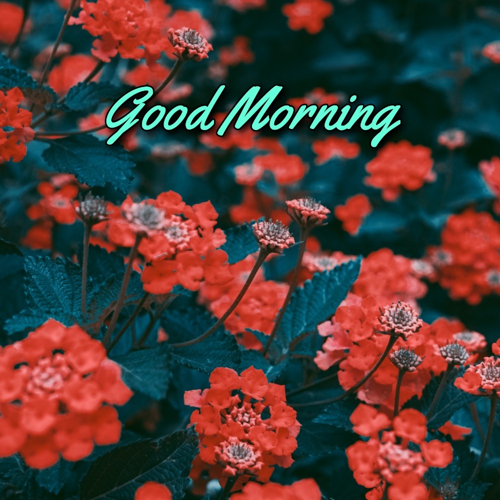 Good Morning Flower Images 2022 Hd Download - ShayariMaza