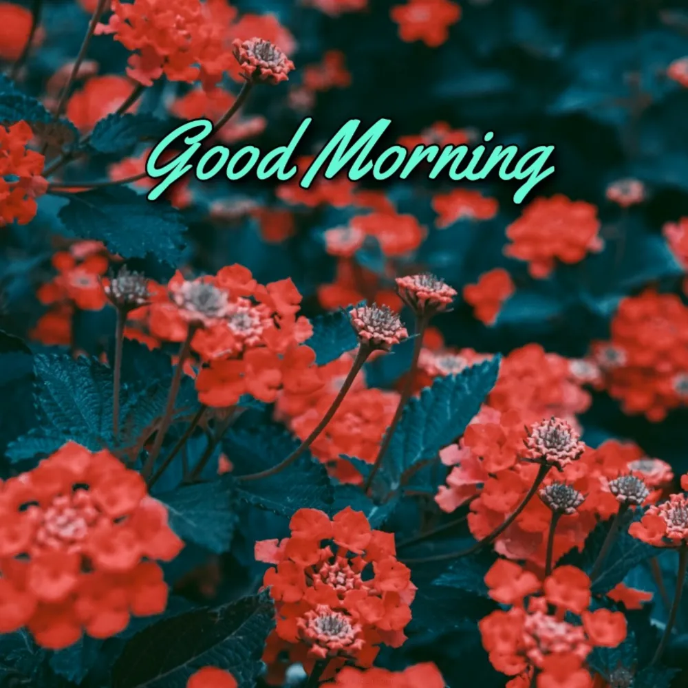 Good Morning Flower Images 2022 Hd Download