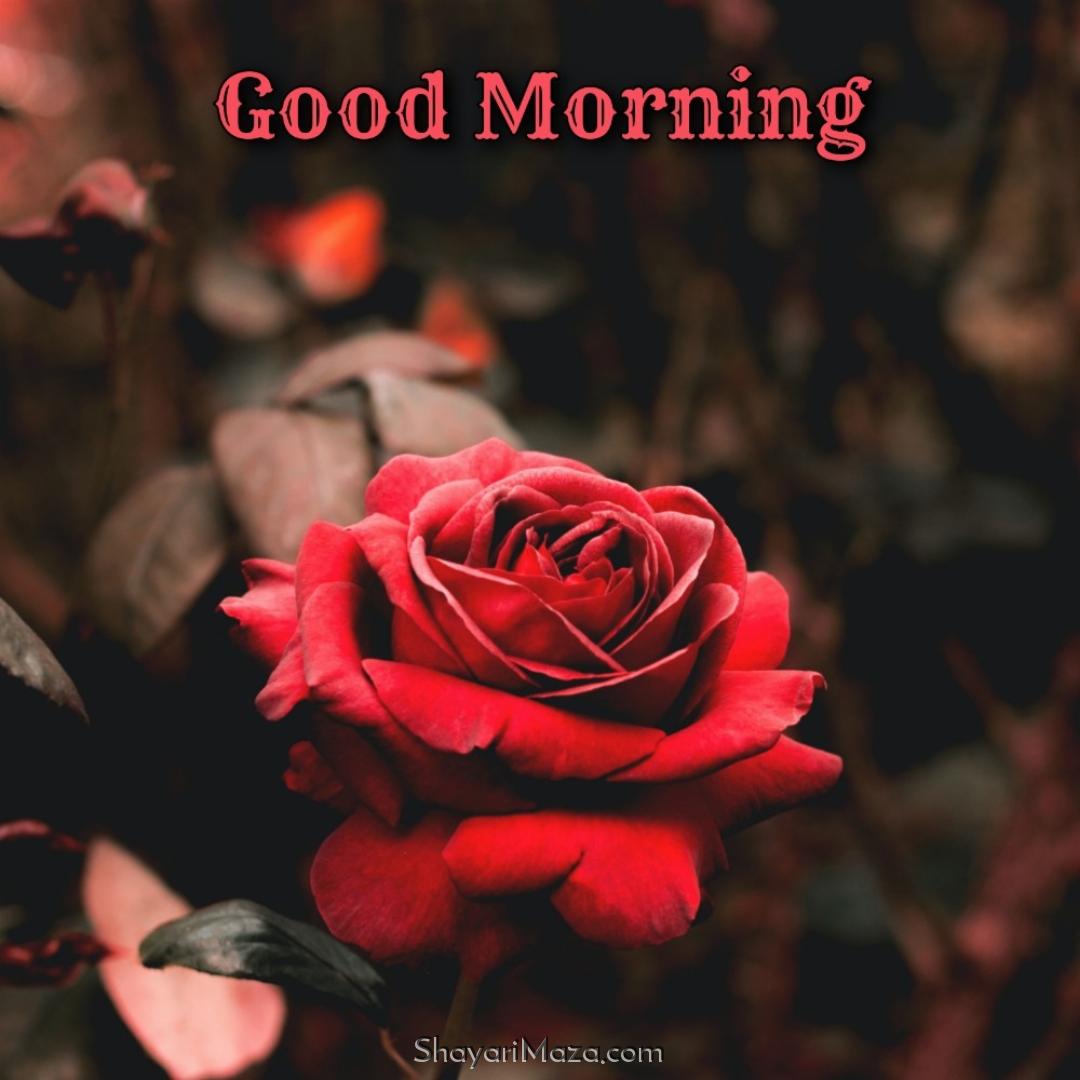 Good Morning Flower Images 2022