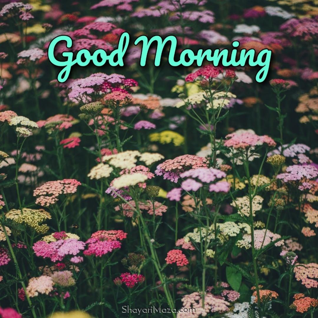 Good Morning Flower Images Free Download