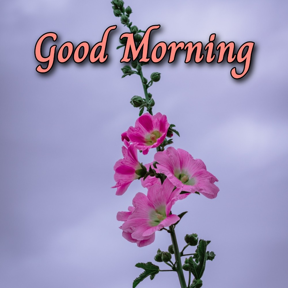 Good Morning Images With Tulip Flower Hd - ShayariMaza