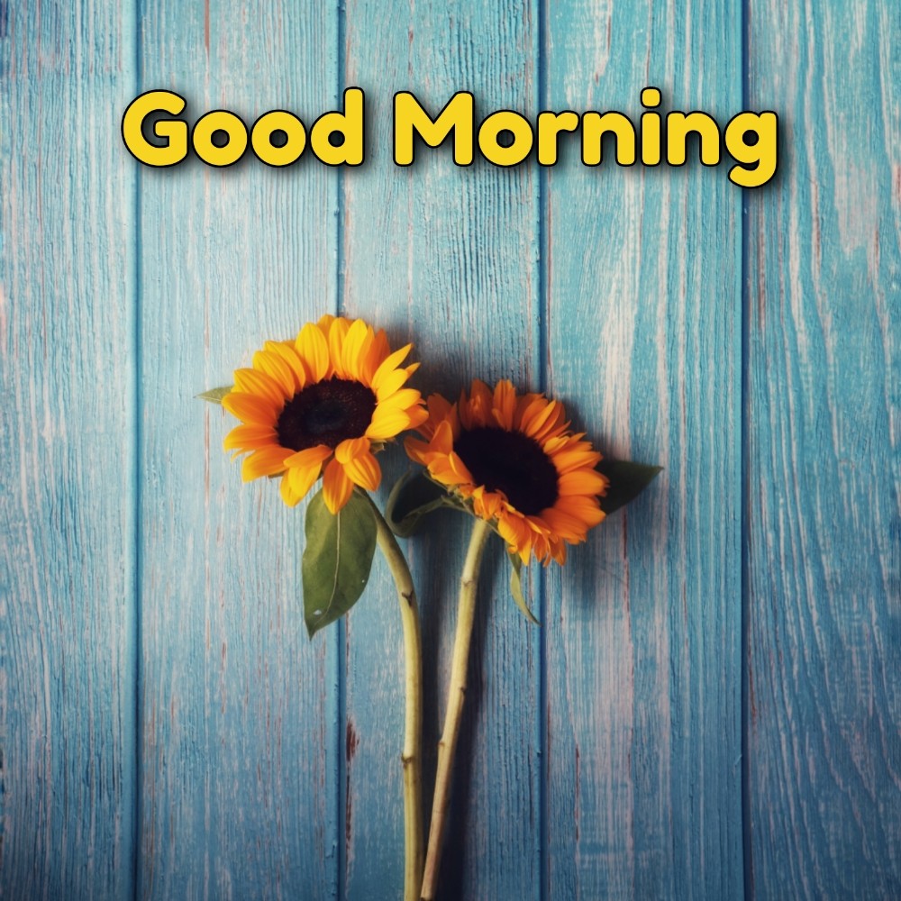 Good Morning Flower In English 2021 - ShayariMaza