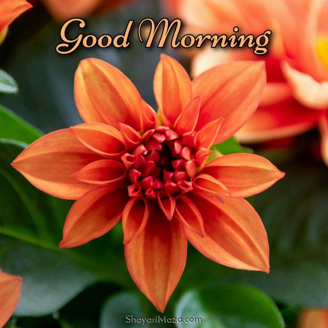 Good Morning Flower In English 2022