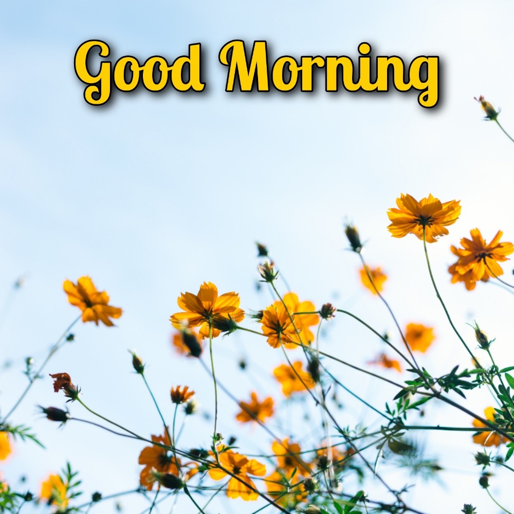 Good Morning Flower In English