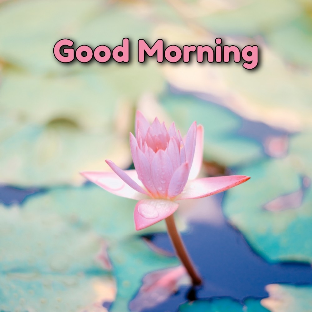 Good Morning Flower Lotus