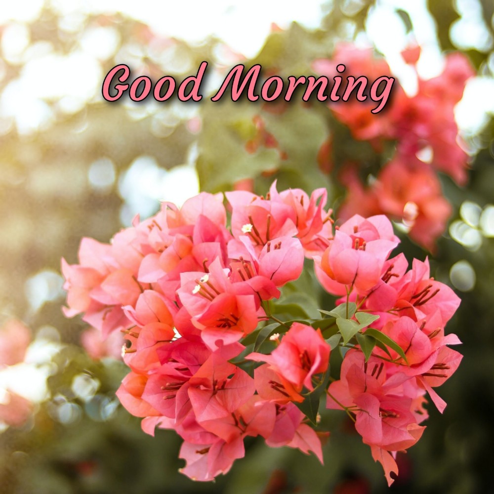 Good Morning Flower New 2021 - ShayariMaza