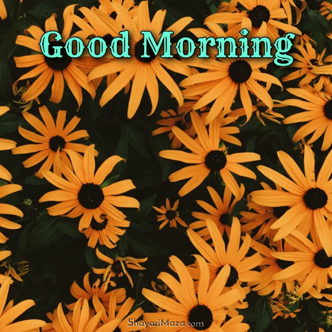 Good Morning Flower New Hd