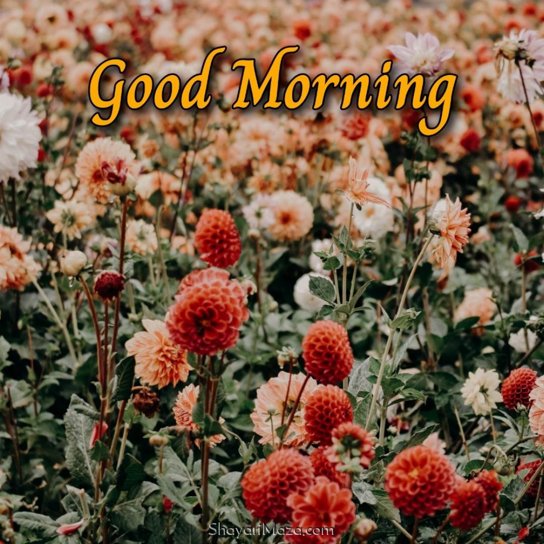 Good Morning Flower New Photos