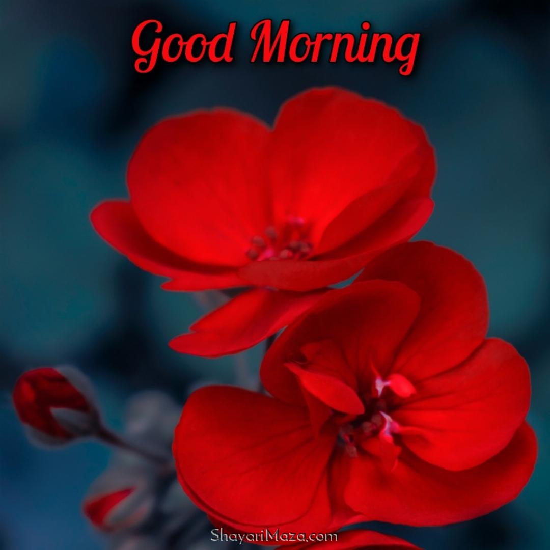 Good Morning Flower New Pictures