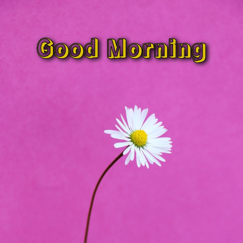 Good Morning Flower Photo