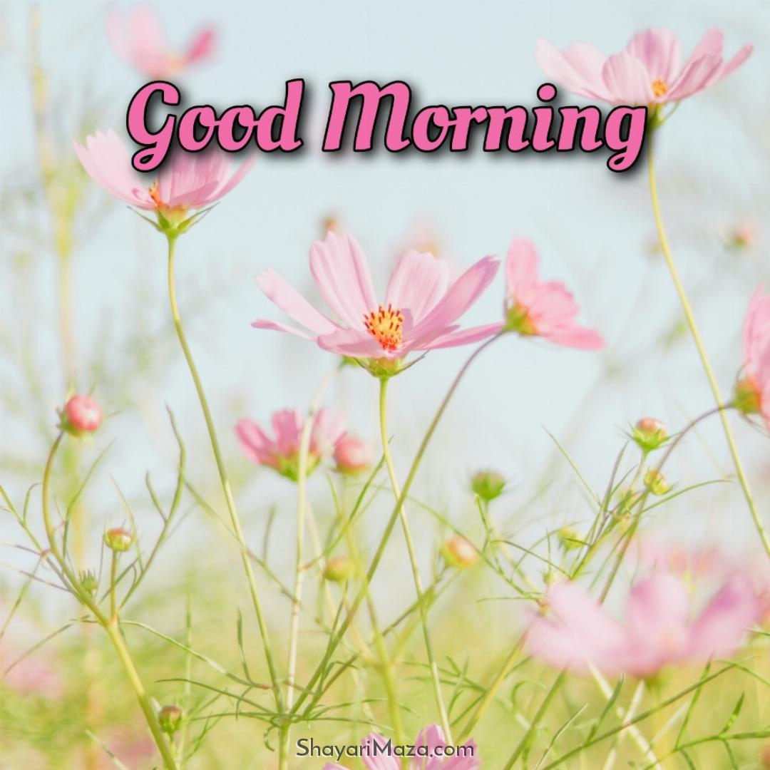 Good Morning Flower Photos